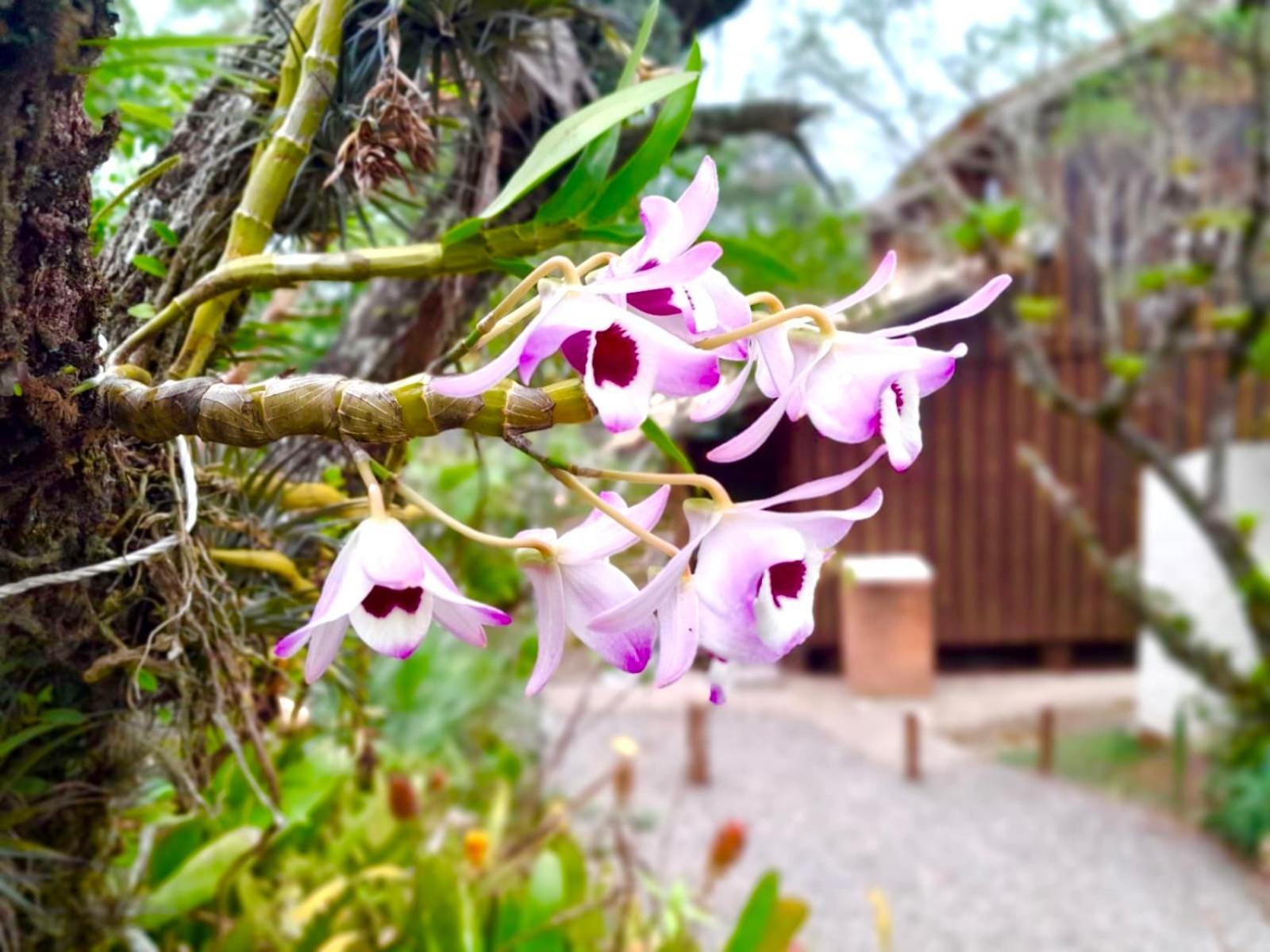 Recanto Das Bromelias Chales Guarda do Embaú المظهر الخارجي الصورة