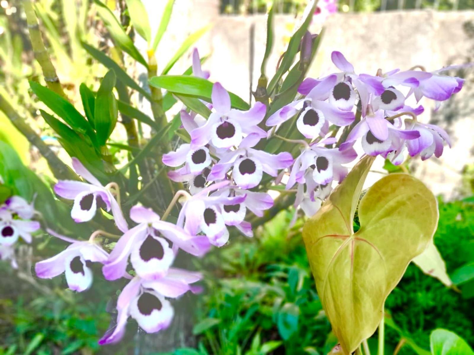 Recanto Das Bromelias Chales Guarda do Embaú المظهر الخارجي الصورة