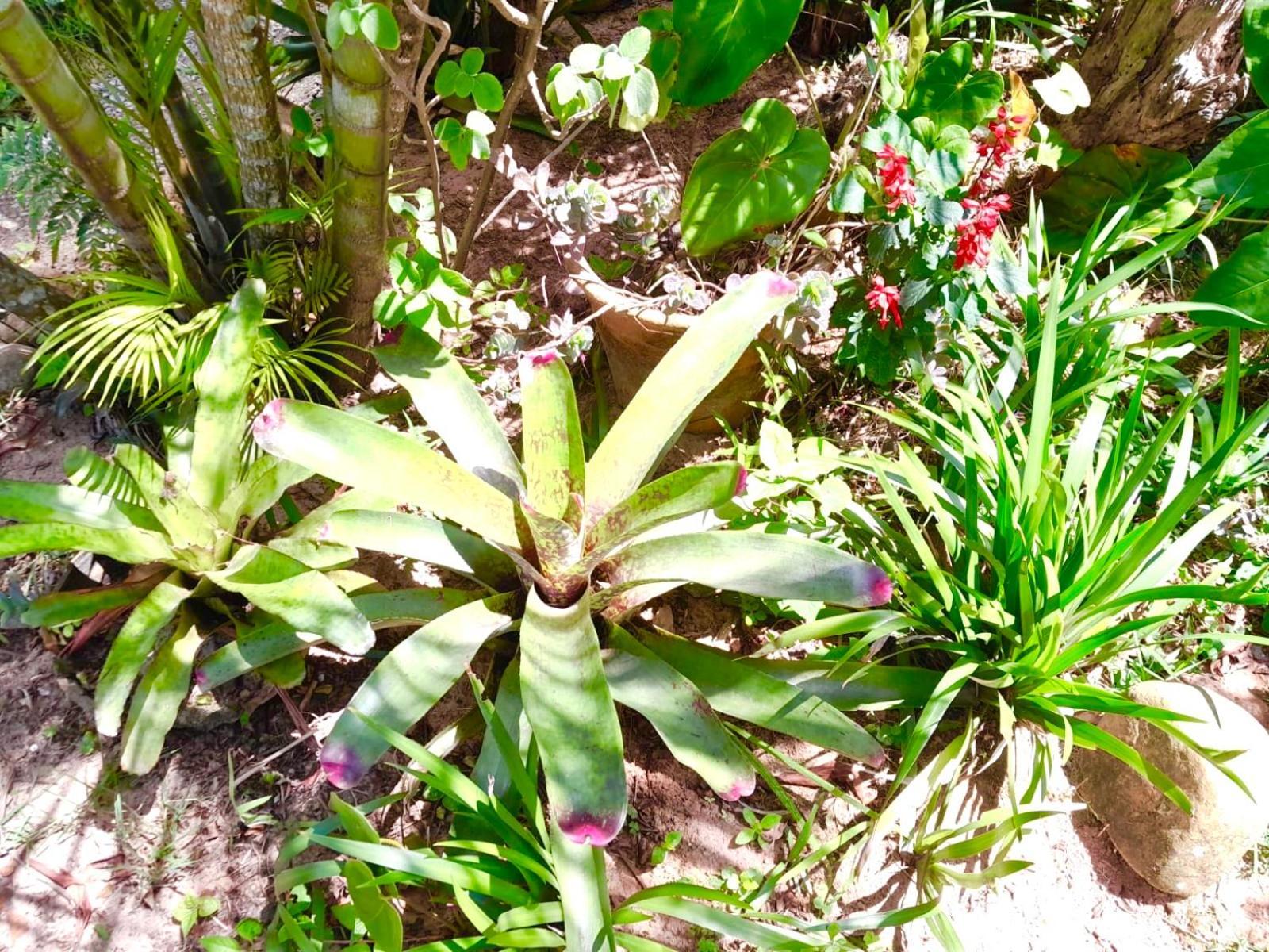 Recanto Das Bromelias Chales Guarda do Embaú المظهر الخارجي الصورة